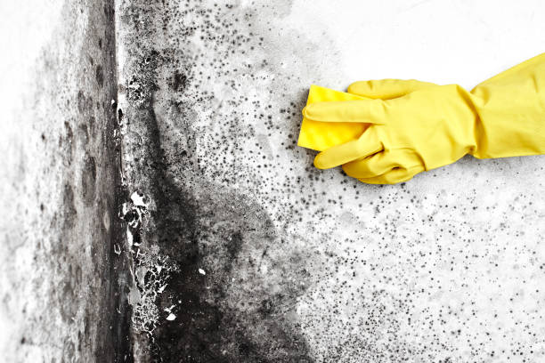 Best Asbestos and Lead Testing During Mold Inspection  in Wilmington Island, GA
